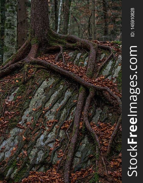 Tree roots twine around a stone - switzerland