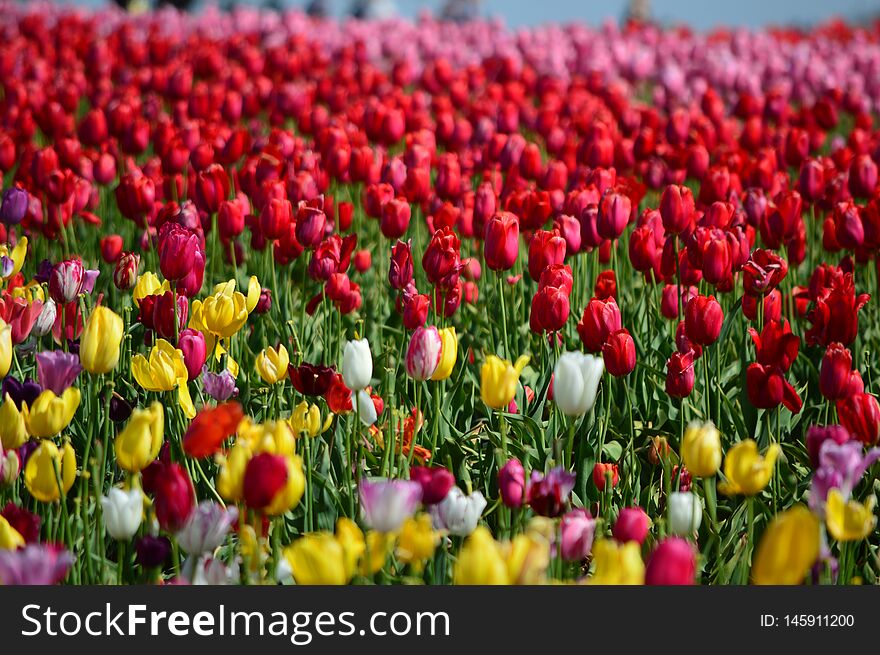 Oregon farm specializing in tulip and daffodil bulbs; home to the annual Tulip Fest with over 40 acres of beautiful blooming bulbs. Oregon farm specializing in tulip and daffodil bulbs; home to the annual Tulip Fest with over 40 acres of beautiful blooming bulbs