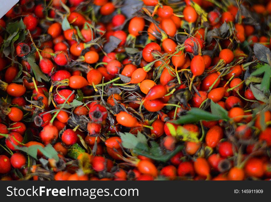 Dog-rose fruit! Plants Medicinal rosehips