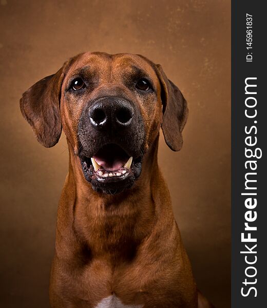 Studio shot of a Rhodesian Ridgeback Dog on brown Background