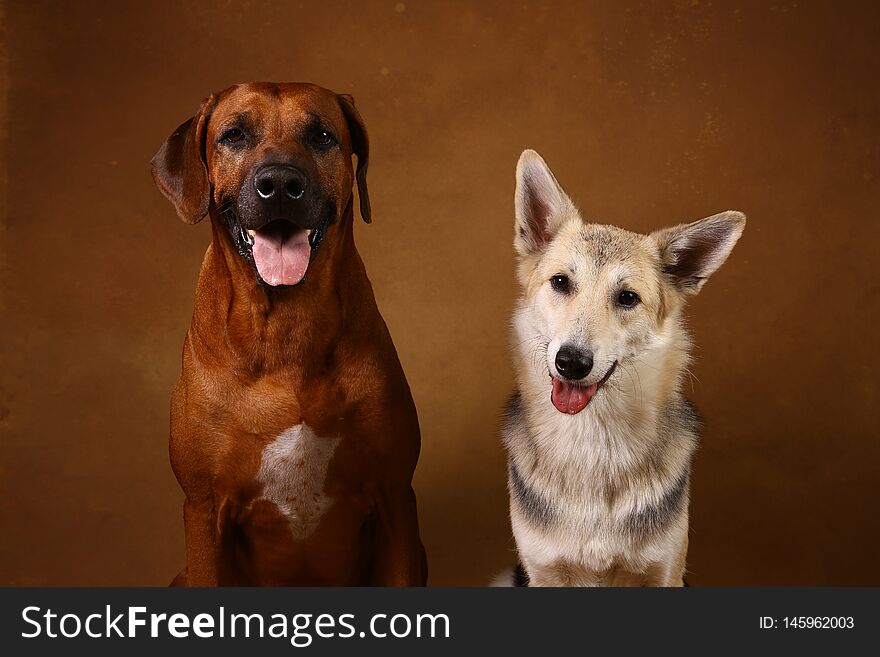 Front view at two dogs Rhodesian Ridgeback Dog and a shepherd sitting on brown background in studio and looking at camera. Front view at two dogs Rhodesian Ridgeback Dog and a shepherd sitting on brown background in studio and looking at camera
