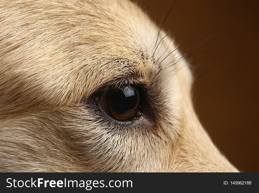 Close-up view eye of mongrel husky dog sitting in studio on brown blackground and. Close-up view eye of mongrel husky dog sitting in studio on brown blackground and