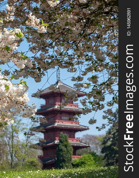 The Japanese Tower or Pagoda in the grounds of the Castle of Laeken, the home in north Brussels, Belgium, of the Belgian royal family. Cherry blossom in foreground. The Japanese Tower or Pagoda in the grounds of the Castle of Laeken, the home in north Brussels, Belgium, of the Belgian royal family. Cherry blossom in foreground.