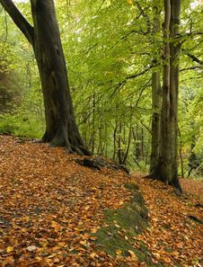Woodland In Fall Royalty Free Stock Photography Woodland In Fall Royalty Free Stock Photography