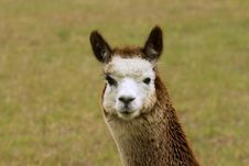 Lovely Alpaca Stock Images Lovely Alpaca Stock Images
