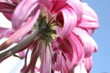 Chrysanthemums Stock Images Chrysanthemums Stock Images