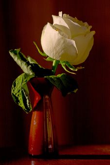 Free Decay Royalty Free Stock Photography - 1463137