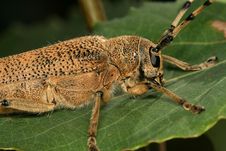 Longhorn Beetle On A Leaf Stock Photo Longhorn Beetle On A Leaf Stock Photo
