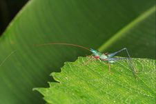 Grasshopper Royalty Free Stock Photo