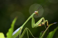Mantis With Aureole Royalty Free Stock Images