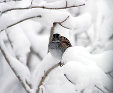 Sparrow In Heavy Snow Royalty Free Stock Photography Sparrow In Heavy Snow Royalty Free Stock Photography