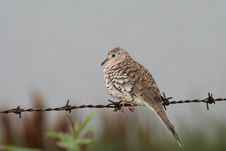 Bird On Barbed Wire Royalty Free Stock Photo