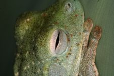 Eye Of A Tree Frog Stock Images Eye Of A Tree Frog Stock Images
