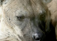 Eyes And Nose Of Spotted Hyena Stock Photography Eyes And Nose Of Spotted Hyena Stock Photography