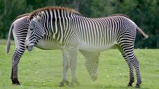 A Couple Of Zebras Royalty Free Stock Photography A Couple Of Zebras Royalty Free Stock Photography
