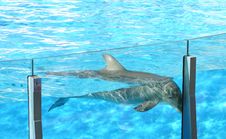 Dolphin Saying Goodbye Royalty Free Stock Images