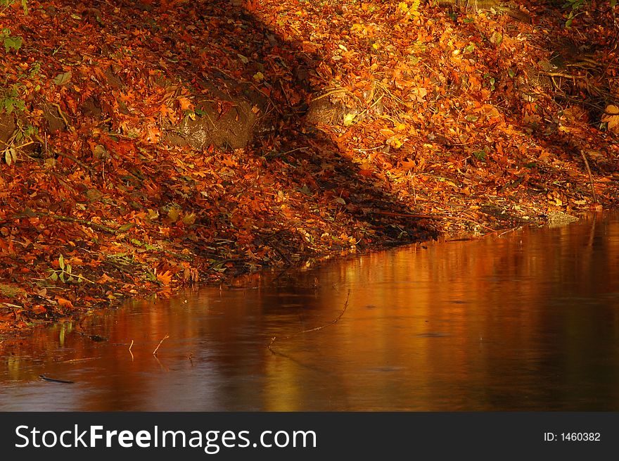 Autumn leaves bathing in soft dawn sunlight