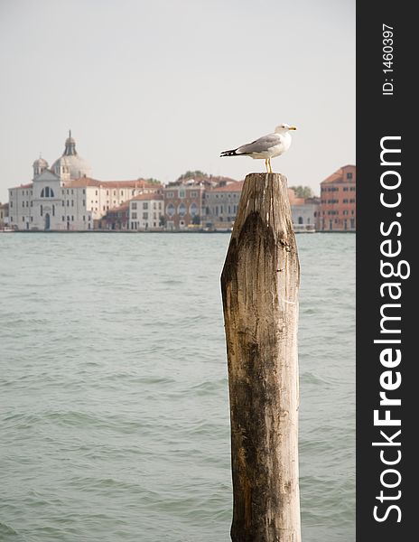 View of Salute venice and seagull