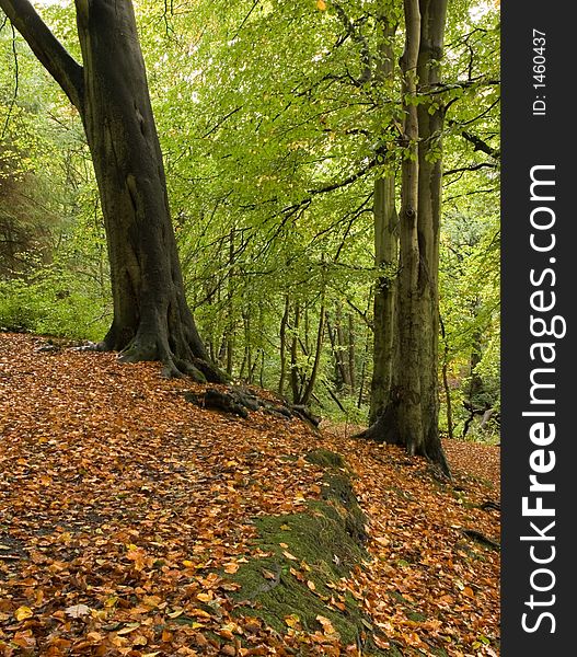 Woodland scene in autumn or fall. Woodland scene in autumn or fall