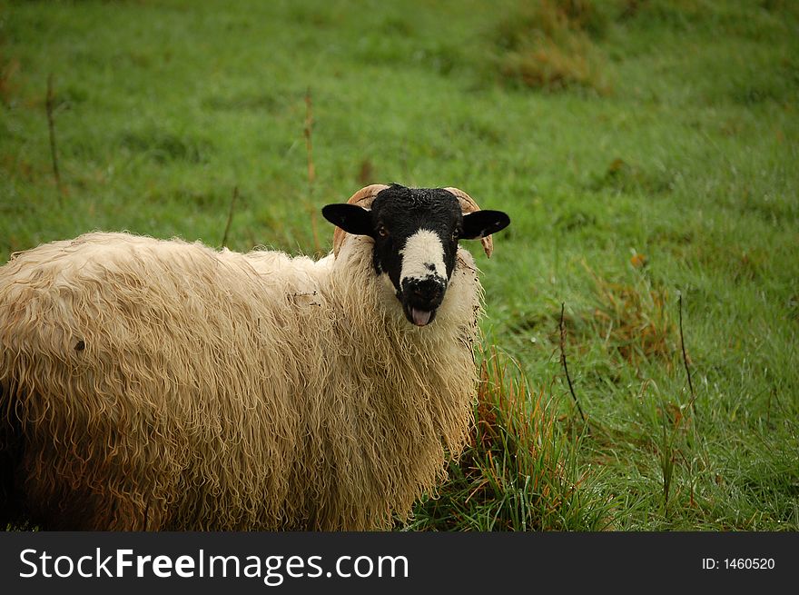 Laughing black heed sheep in a pasture. Laughing black heed sheep in a pasture