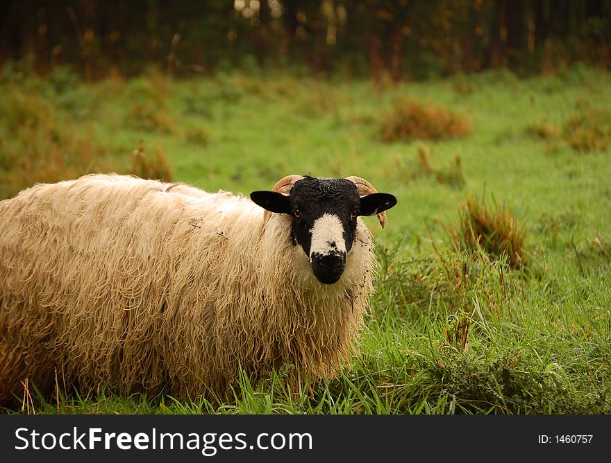 Black Headed Sheep