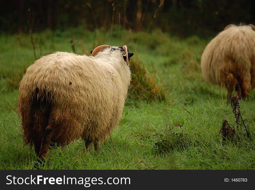 Black headed sheep in a pasture