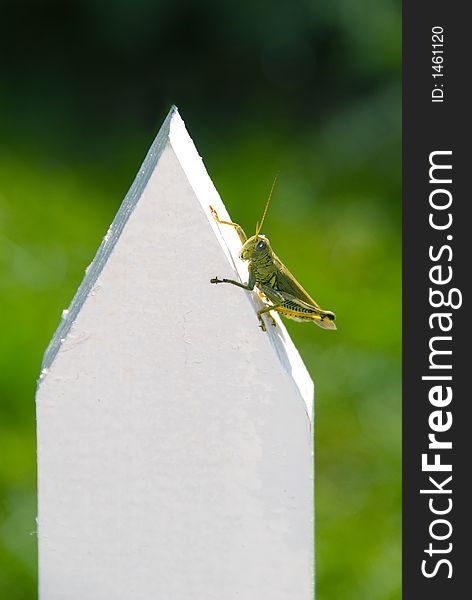 Grasshopper perched on white picket fence post. Grasshopper perched on white picket fence post