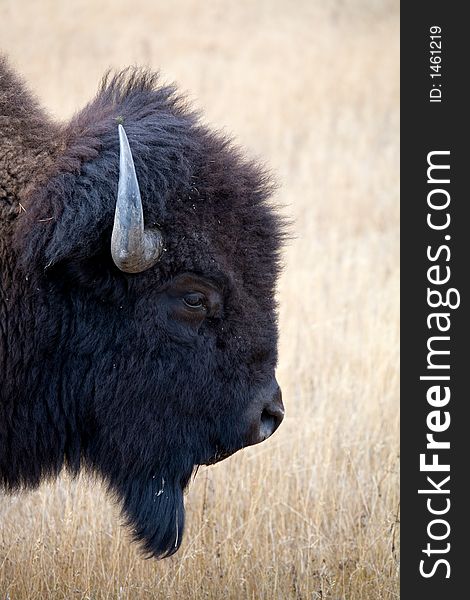 Bison headshot in Yellowstone National Park, Wyoming. Bison headshot in Yellowstone National Park, Wyoming