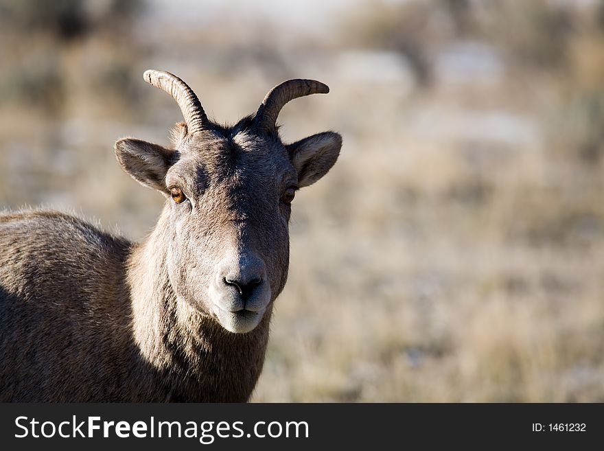 Bighorn sheep in natural environment - portrait in early morning light with copyspace