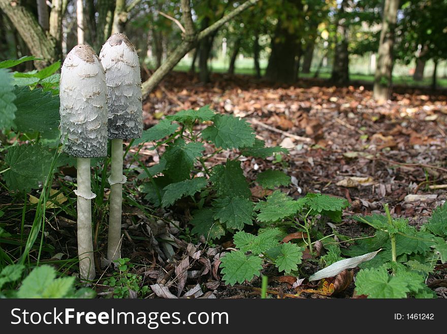 Two mushrooms (coprinus comatus) in a forest. Two mushrooms (coprinus comatus) in a forest.