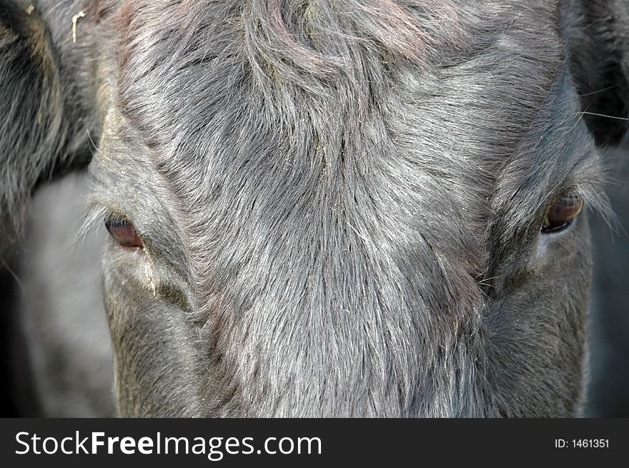 Close up odfblack cow's face cropped in camera to show eyes and hair. Close up odfblack cow's face cropped in camera to show eyes and hair.