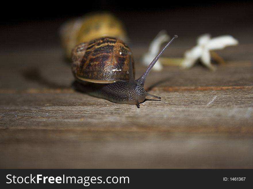 High resolution image of two snails and jasmim blossoms