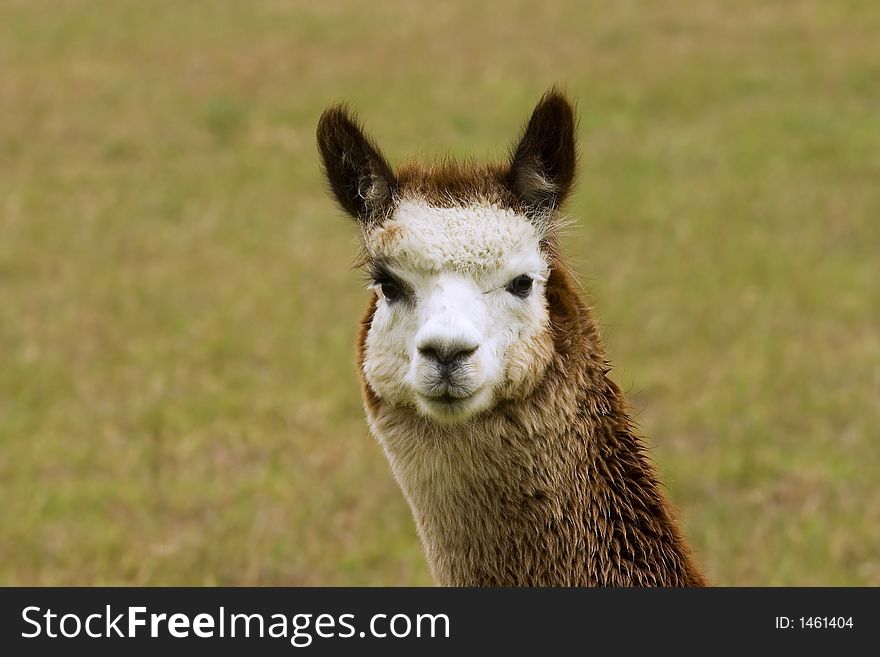 Cute Alpaca in pasture, with nice bokeh. Cute Alpaca in pasture, with nice bokeh