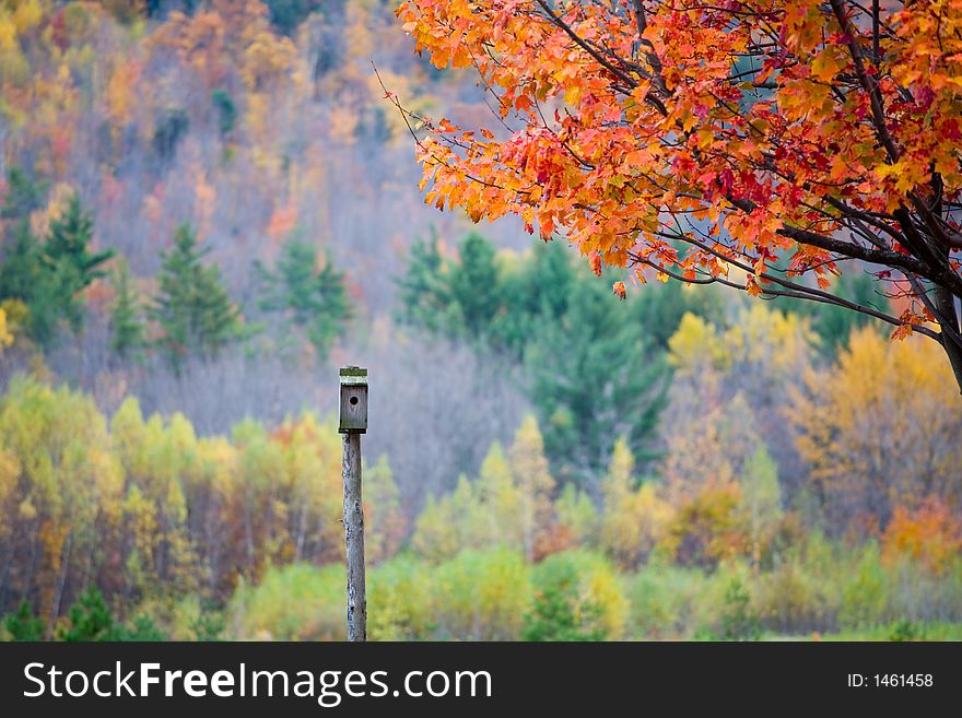 Bird Feeder in Fall Foliage in Rural New England