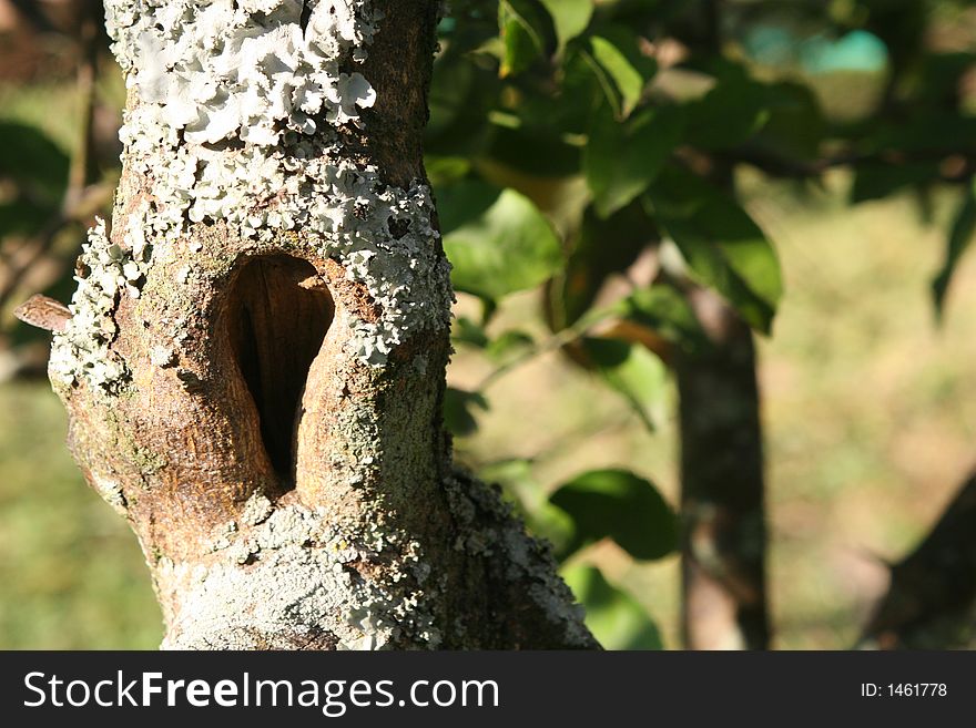 Tree Lichen