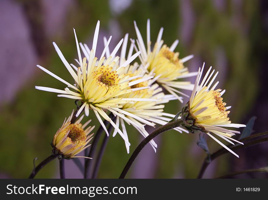 Yellow, Visuvio Chrysanthemums, North West, Garden, Cheerful.