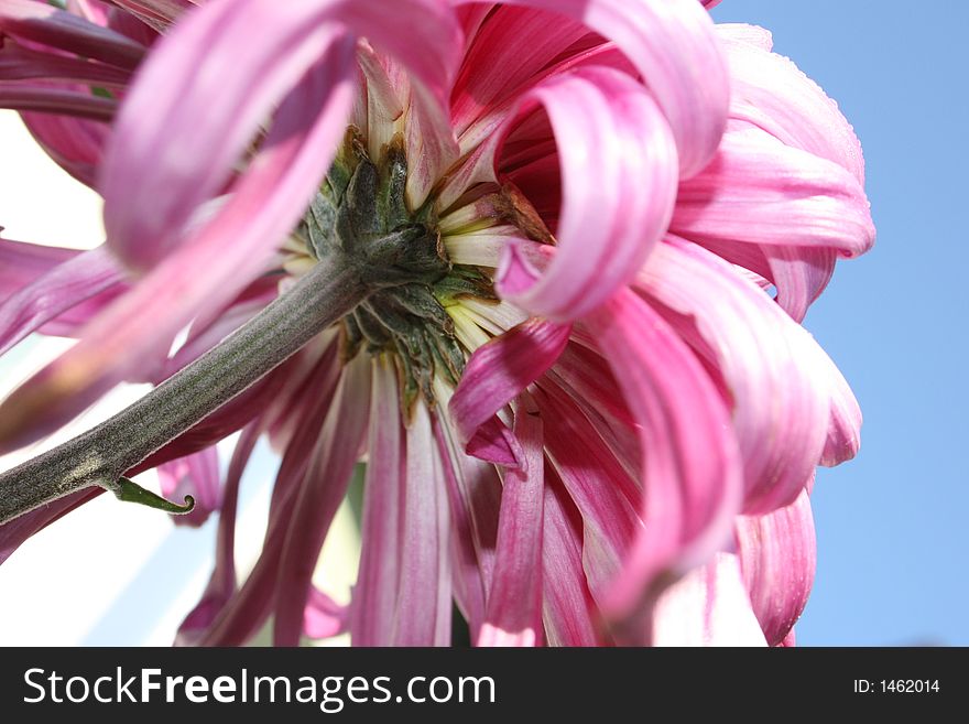 Pink, Chrysanthemums, North West, Garden, Cheerful, Blue Sky