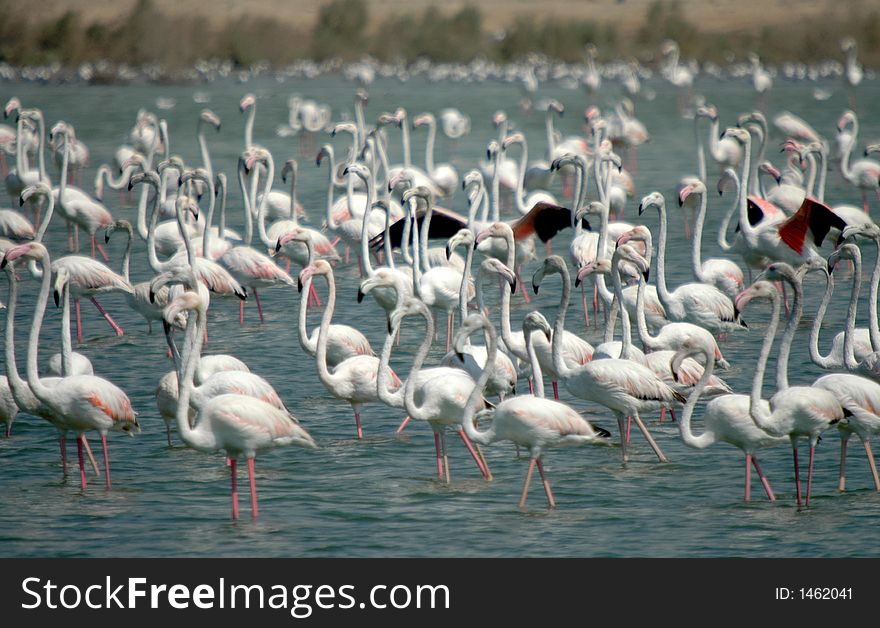 Flamingo in watter