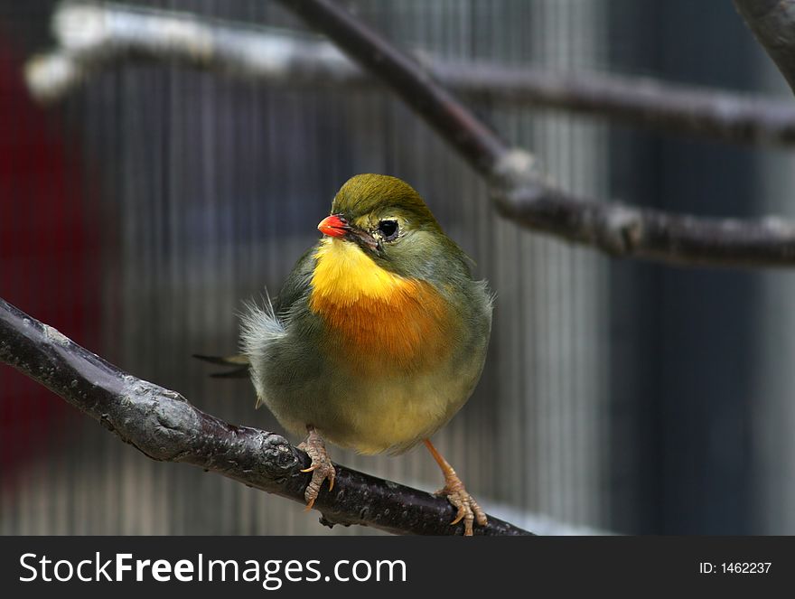 A small green bird standing on a branch