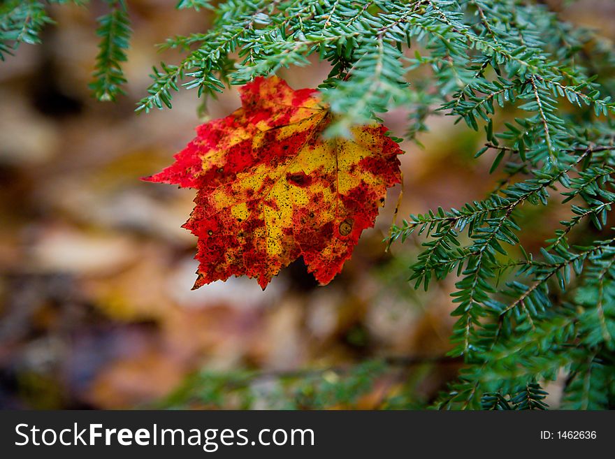 Colorful Maple Leaf In Pine Tree