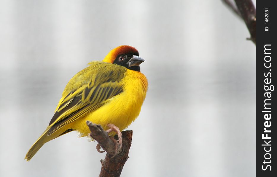 A beautiful yellow bird standing on branch