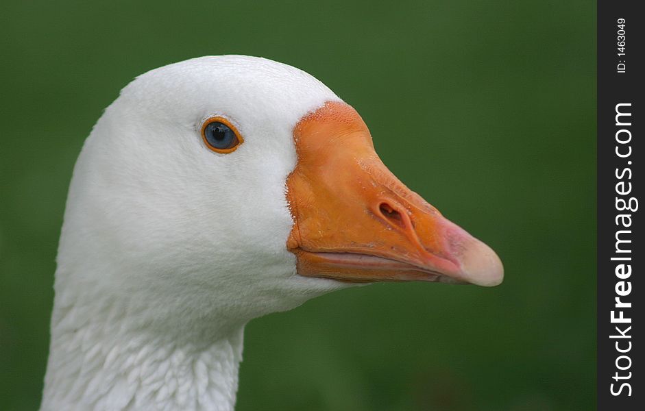 Head Of A Goose