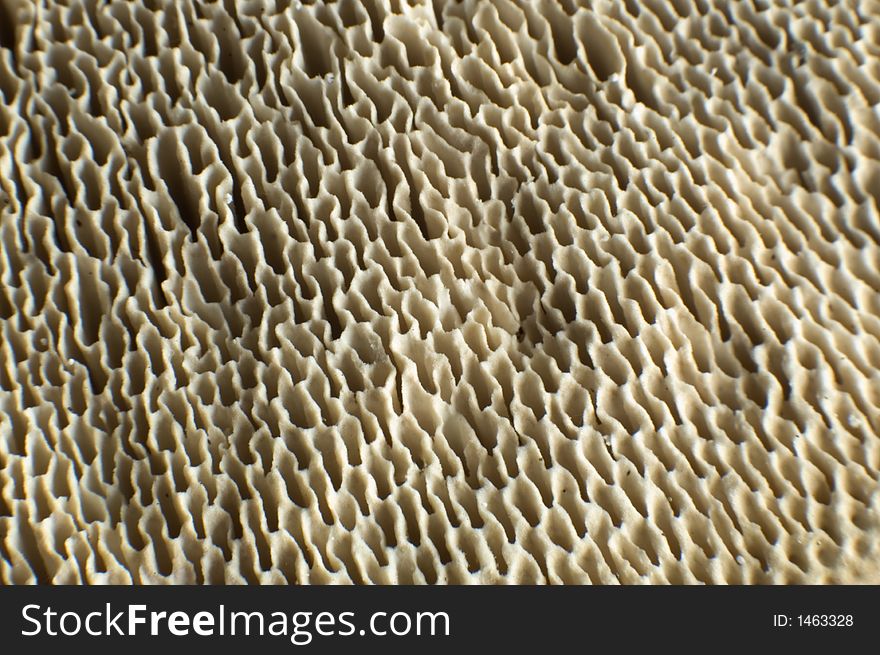 Close up shoot of a tree mushroom. Close up shoot of a tree mushroom