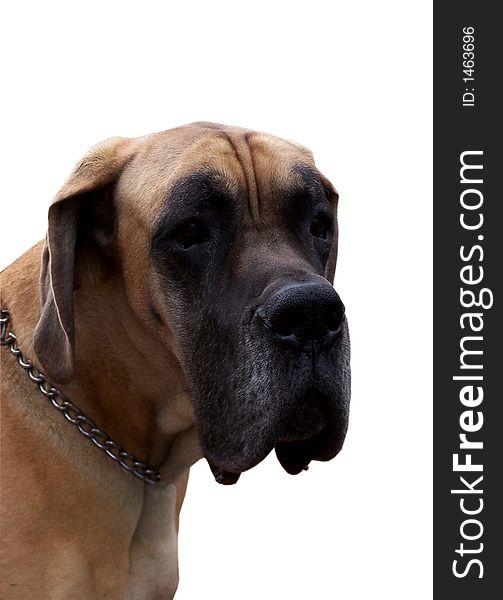Large dog, German dogge, isolated