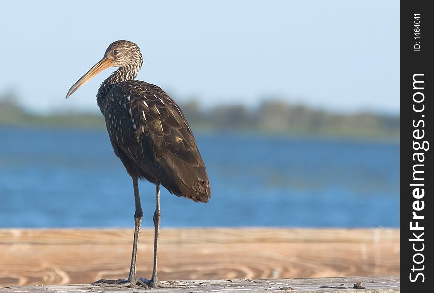 Young bird at the lake