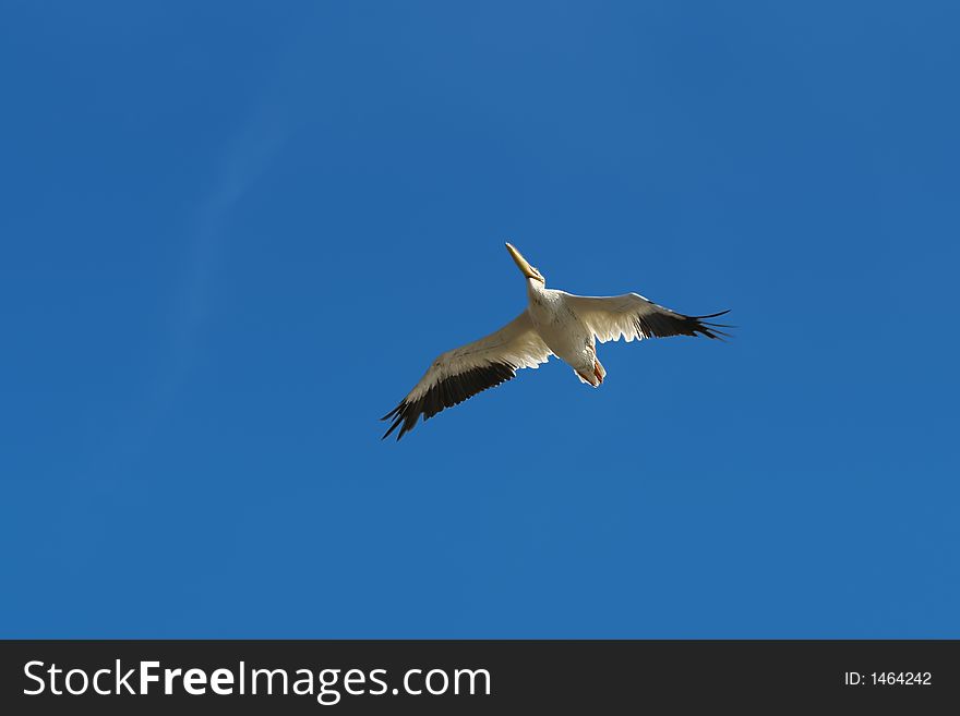 American White Pelican outstretch wings in blue sky. American White Pelican outstretch wings in blue sky
