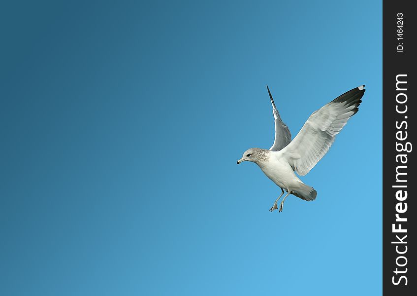 A Seagull in flight before landing, blue sky. A Seagull in flight before landing, blue sky