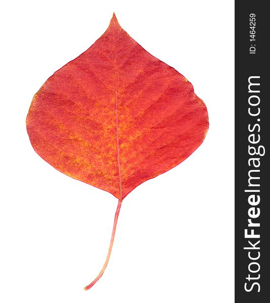 A isolated red leaf in fall