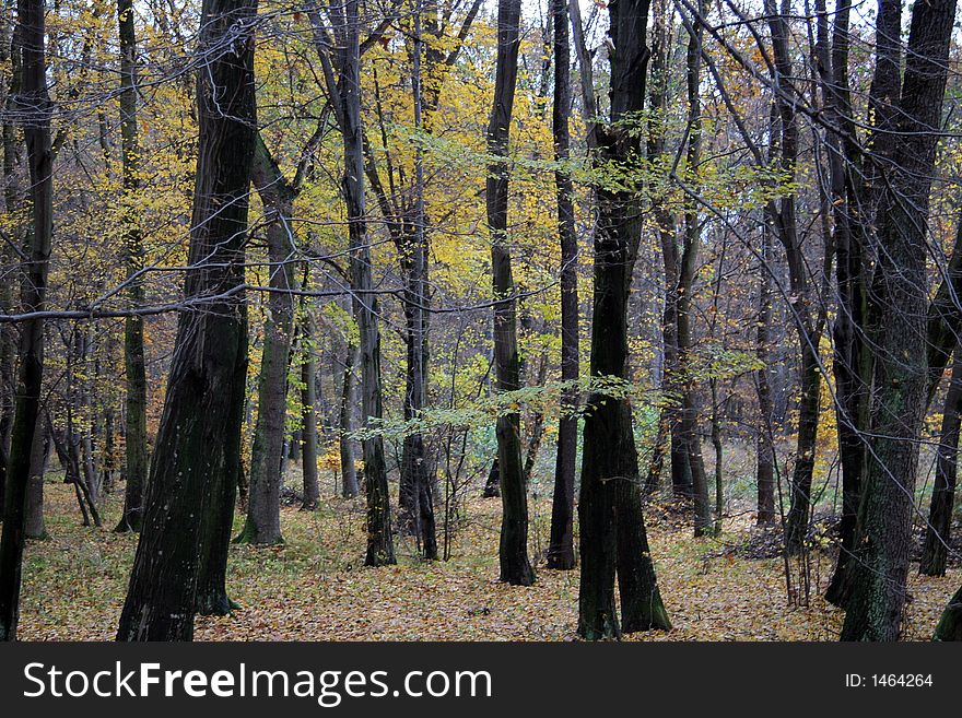 Autumn forest with fallen leaves on the ground. Autumn forest with fallen leaves on the ground
