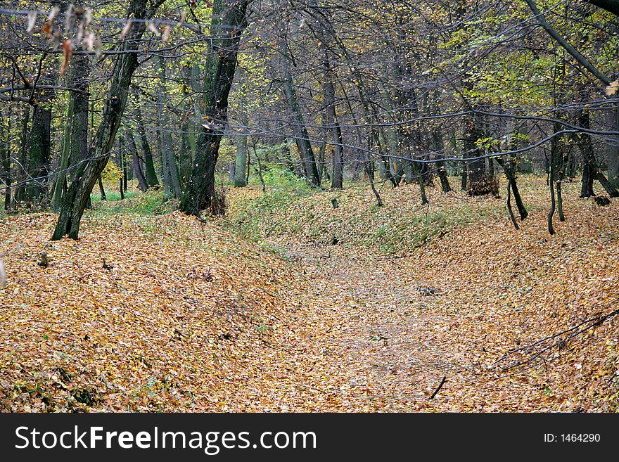 Autumn forest with leaves on the ground
